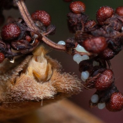 Noctua pronuba (osenice šťovíková), PP Augšperský potok