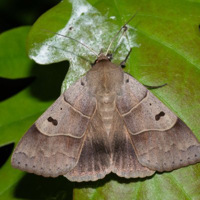 Minucia lunaris (hnědopáska dubová), Havranické vřesoviště