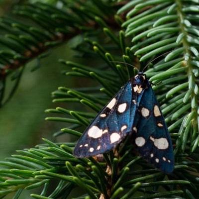 Callimorpha dominula (přástevník hluchavkový), SK, Štôla