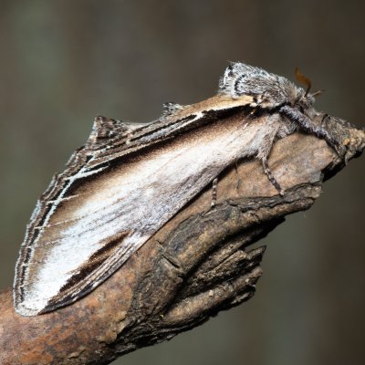 Pheosia tremula (hřbetozubec osikový), Augšperský potok