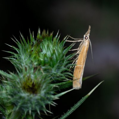 ?, PP Augšperský potok