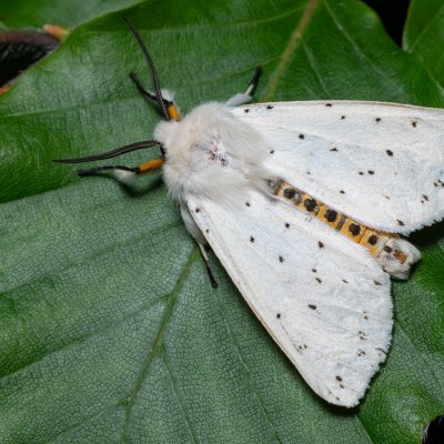 Spilosoma lubricipeda (přástevník mátový), NS Bučín