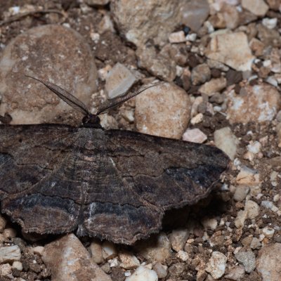 Menophra abruptaria (-), GR, Myrtidion monastery, Korfu