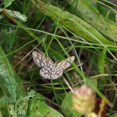Chiasmia clathrata (kropenatec jetelový), NS Motýlí ráj