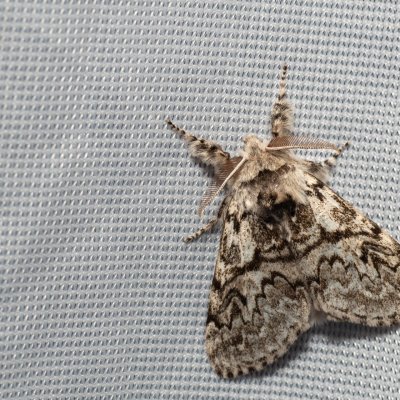 Calliteara abietis (štětconoš smrkový), NPR Radostínské rašeliniště