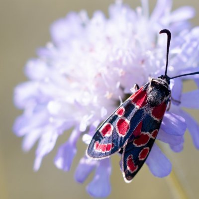 Zygaena carniolica (vřetenuška ligrusová), PP Černice