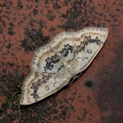 Cyclophora annularia (očkovec javorový), Hornek
