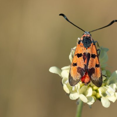 Zygaena laeta (vřetenuška pozdní), PR Kamenný vrch