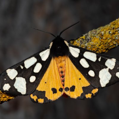 Arctia villica (přástevník špenátový), Kobylí