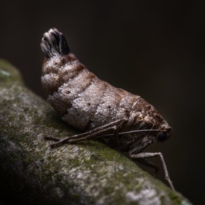 Alsophila aescularia (hedvábnice jarní), Žebětín