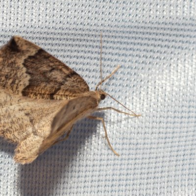 Pungeleria capreolaria (tmavoskvrnáč jedlový), NPP Jeskyně Pekárna