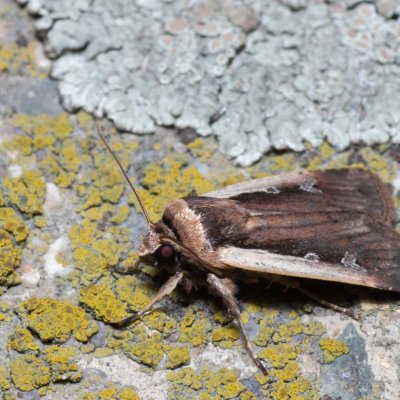 Ochropleura plecta (osenice čekanková), Kývalka