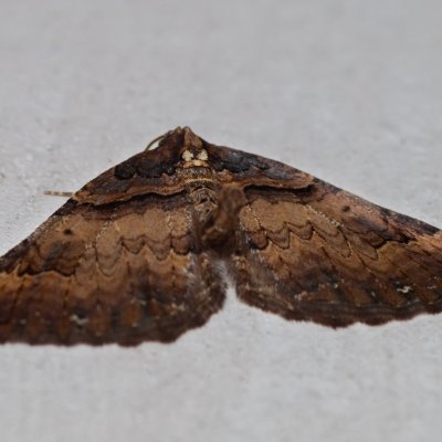 Earophila badiata (píďalka šípková), Prlov