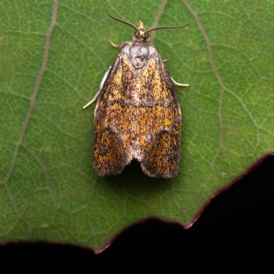 Ptycholoma lecheana (obaleč stříbročarý), Hády