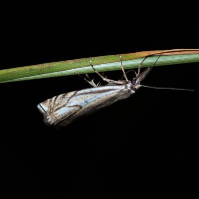 Crambus lathoniellus (travařík obecný), Kývalka