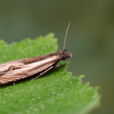 Ancylis apicella (-), NPR Radostínské rašeliniště