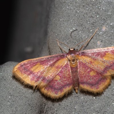 Idaea muricata (žlutokřídlec rudoskvrnný), Říčky