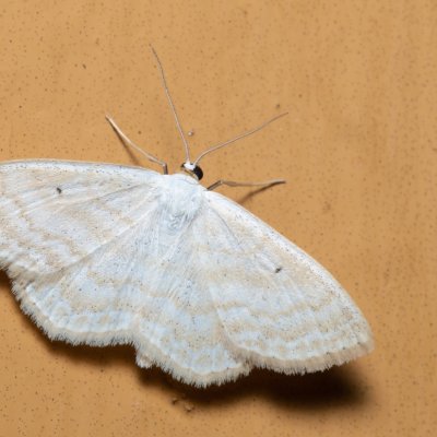 Scopula immutata (vlnopásník pětipásný), SK, Štôla