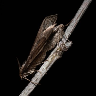 Theria rupicapraria (tmavoskvrnáč březnový), PR Kamenný vrch