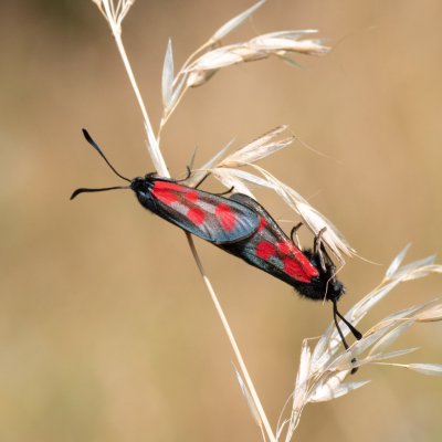 Zygaena loti (vřetenuška kozincová), PP Malhostovické kopečky