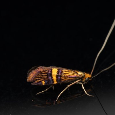 Adela croesella (adéla zdobená), NPP Jeskyně Pekárna