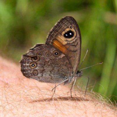Lasiommata maera (okáč ječmínkový), SK, NPR Furkotská dolina, Tatry