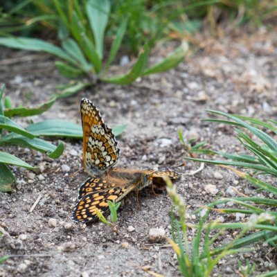 Melitaea cinxia (hnědásek kostkovaný), Havranické vřesoviště