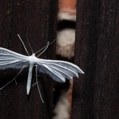 Pterophorus pentadactyla (pernatuška trnková), SK, Štôla