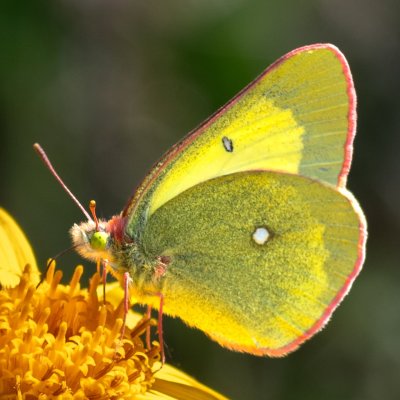 Colias palaeno (žluťásek borůvkový), PP Pohoří na Šumavě