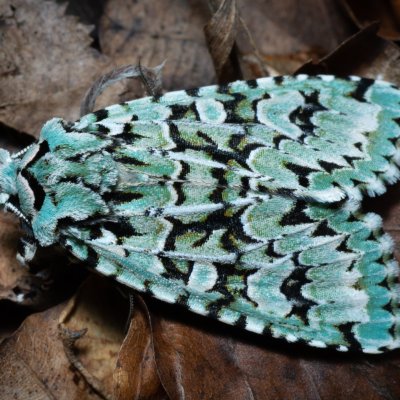 Griposia aprilina (pestroskvrnka zelenavá), Kývalka