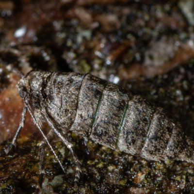 Agriopis leucophaearia (tmavoskvrnáč dubový), Kamenný vrch