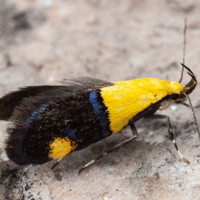 Oecophora bractella (krásněnka skvostná), Hády