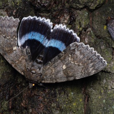 Catocala fraxini (stužkonoska modrá), Hrušovany u Brna
