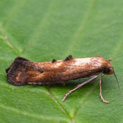 Epermenia illigerella (-), PP Ječmeniště