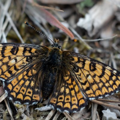 Melitaea cinxia (hnědásek kostkovaný), PR Biskoupský kopec