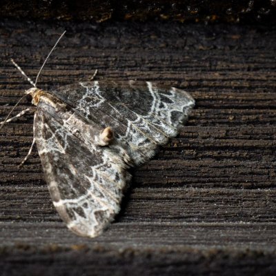 Ecliptopera silaceata (píďalka hnědohlavá), SK, Štôla