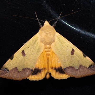 Ophiusa tirhaca (hnědopáska pistáciová), HR, Jablanac