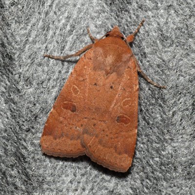 Noctua comes (osenice prvosenková), Lysá hora u Ochozu