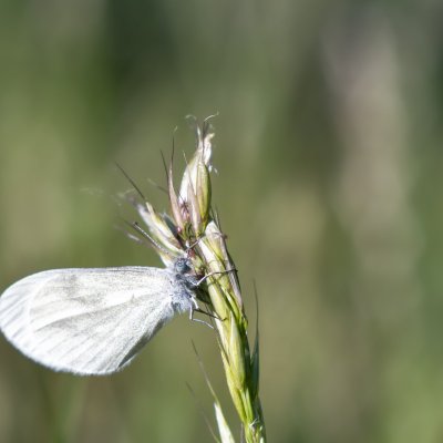 Leptidea juvernica/sinapis (bělásek luční/hrachorový), Střelecký kopec