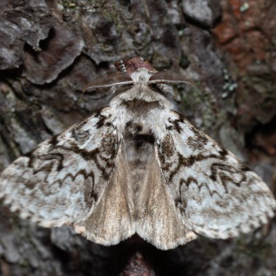 Calliteara abietis (štětconoš smrkový), NPR Radostínské rašeliniště