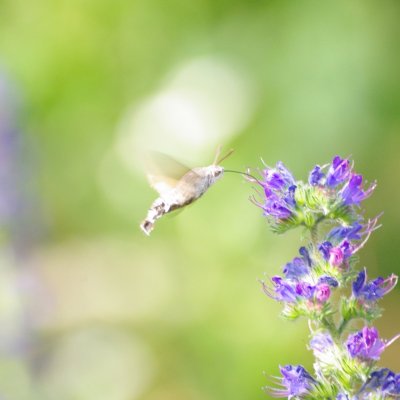 Macroglossum stellatarum (dlouhozobka svízelová), Vranov nad Dyjí