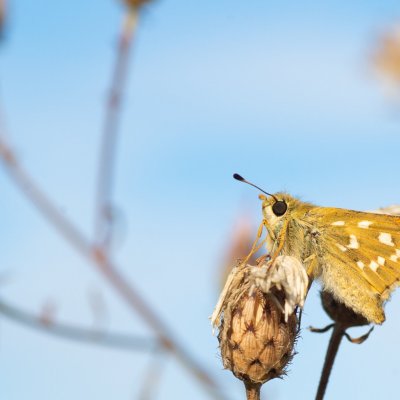 Hesperia comma (soumračník čárkovaný), PP Černice