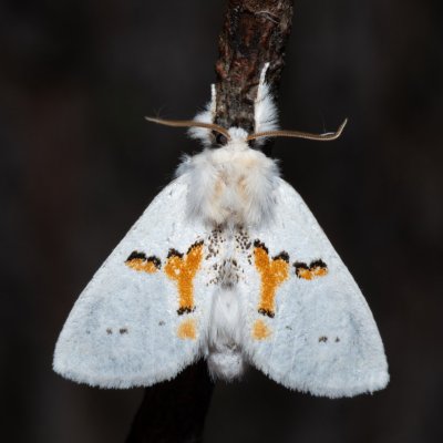 Leucodonta bicoloria (hřbetozubec dvoubarvý), NPR Radostínské rašeliniště