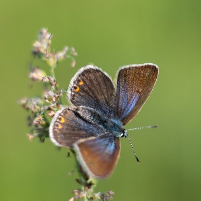 Polyommatus icarus (modrásek jehlicový), PR Liščí vrch