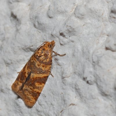 Epagoge grotiana (-), HR, Jablanac