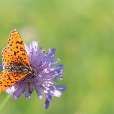 Melitaea didyma (hnědásek květelový), PP Černice