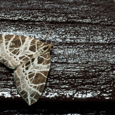 Eustroma reticulata (píďalka síťkovaná), SK, Štôla