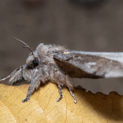 Dicallomera fascelina (štětconoš jetelový), PP Na cvičišti