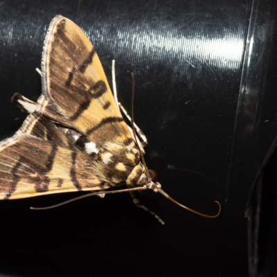 Nothomastix pronaxalis (-), TH, Khao Sok