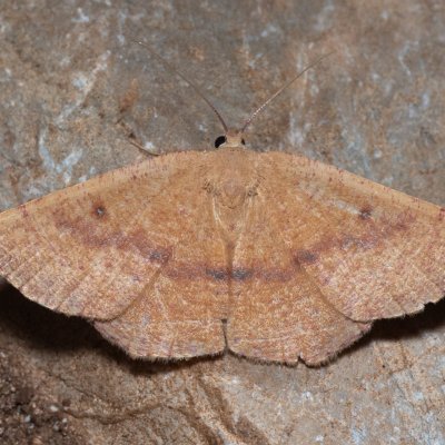 Cyclophora puppillaria (očkovec očkovaný), GR, Myrtidion monastery, Korfu